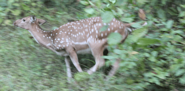 Chital, spotted deer