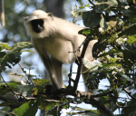 Grey langur monkey