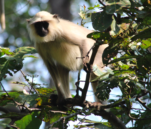 Grey langur monkey