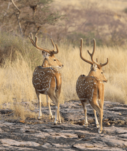 Chital, spotted deer