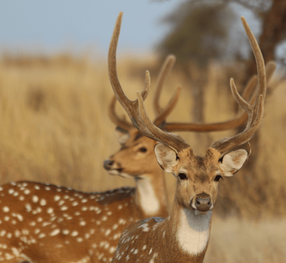 Chital, spotted deer