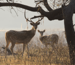 Chital, spotted deer