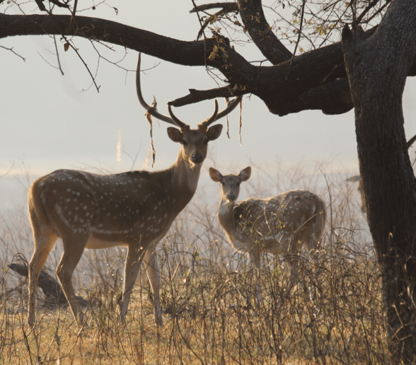 Chital, spotted deer