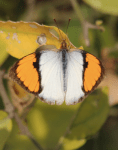 White orange tip&nbsp;butterfly