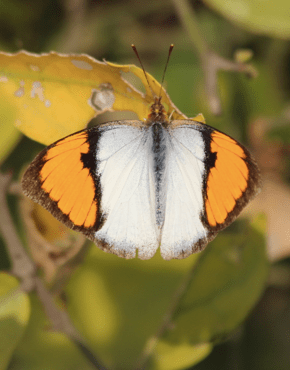 White orange tip butterfly