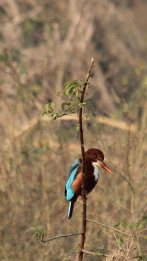 White-throated kingfisher