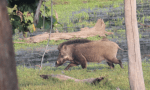 wild boar