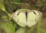 Yellow orange tip butterfly,&nbsp;female