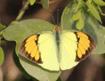 Yellow orange tip butterfly,&nbsp;male