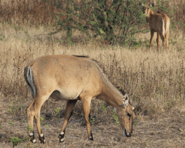 Female nilgai
