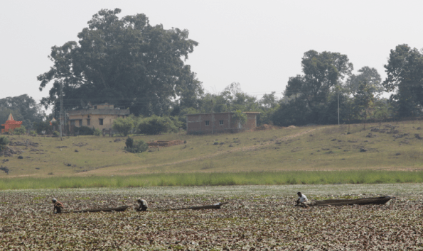 gathering water chestnuts, India
