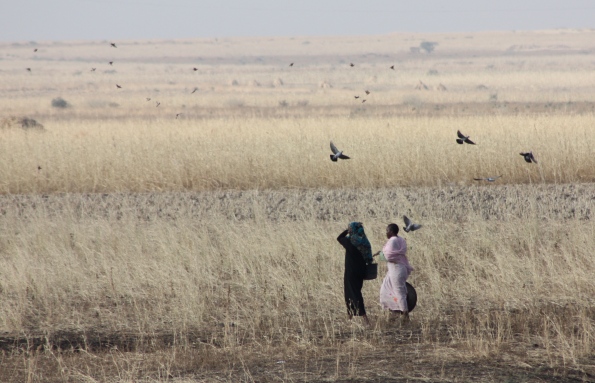 Sudanese countryside