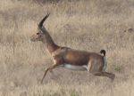 Indian gazelle