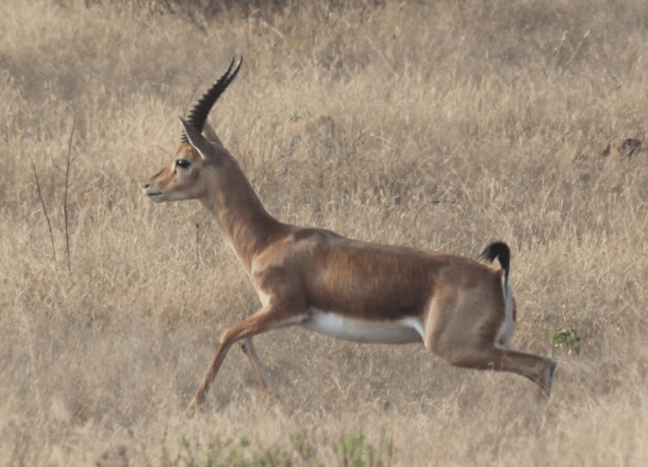 Indian gazelle