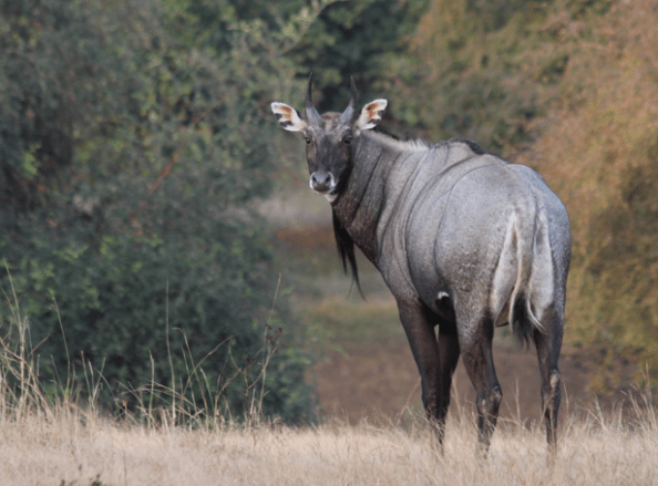 Male nilgai