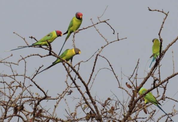 Plum-headed parakeets