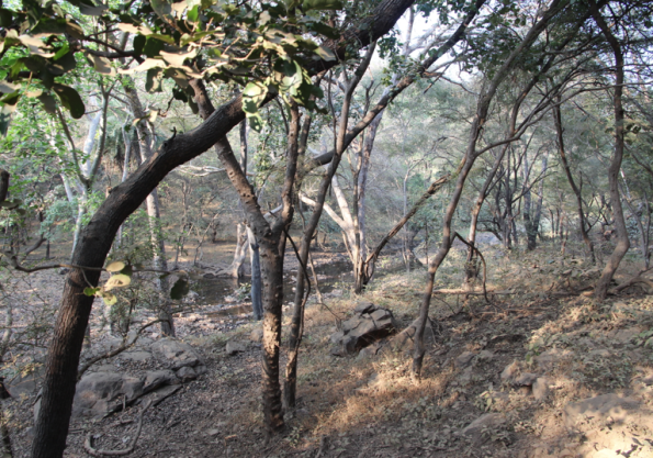 Ranthambore Tiger Reserve