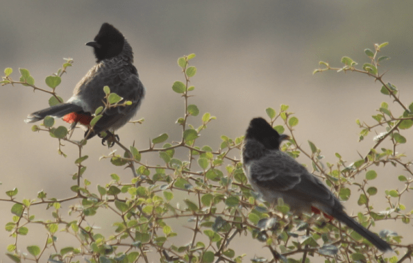 Red-vented bulbuls