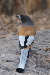 Rufous treepie