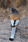 Rufous treepie