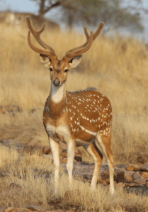 Spotted deer