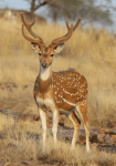 Spotted deer