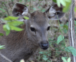 Young sambal deer