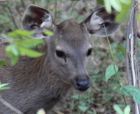 Young sambal deer