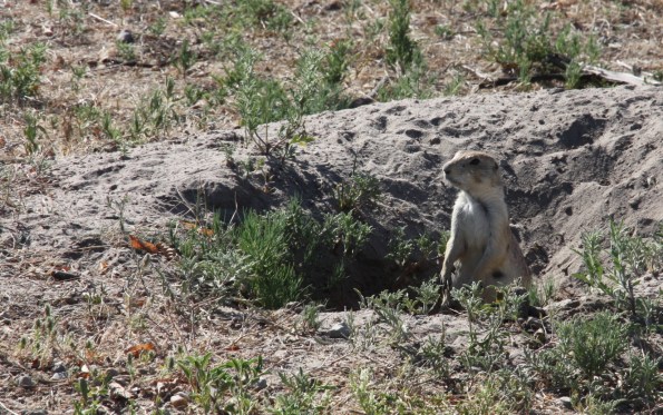 Prairie dog