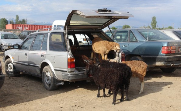 Sheep Karakol