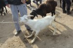 Reluctant goat