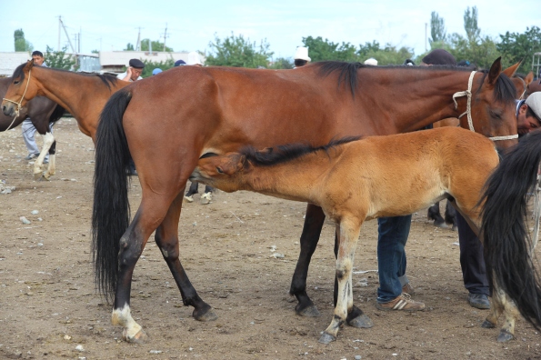 Horse and foal, Karakol