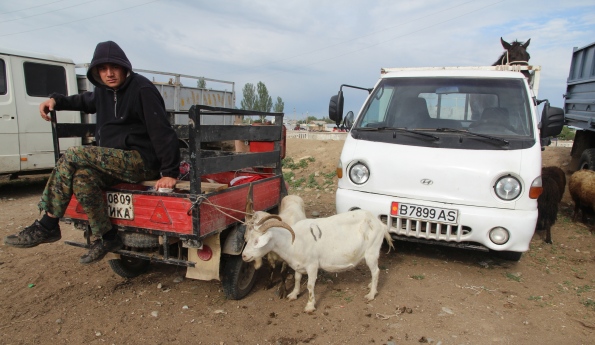 Karakol goats