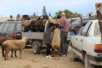 Karakol livestock