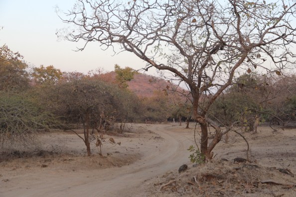 Gir National Park