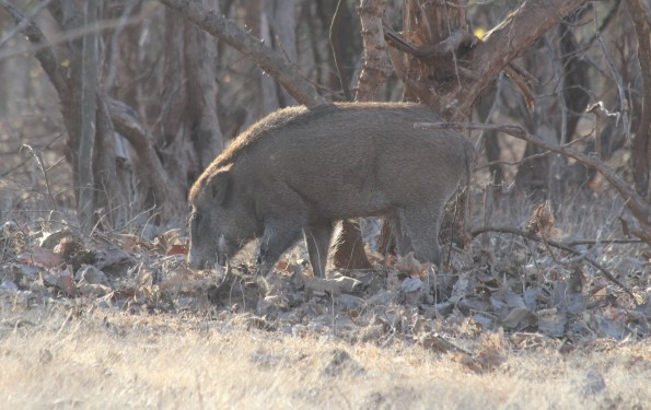 Wild boar