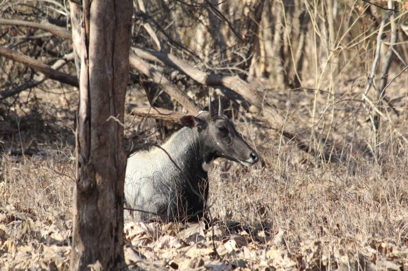 Blue bull, nilgai, male