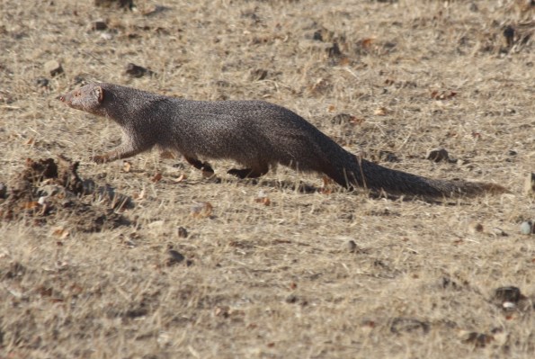Ruddy mongoose