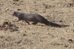 Ruddy mongoose