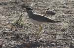 Lapwing