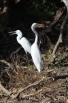 Heron and egret