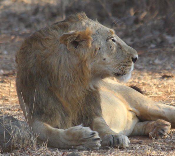 Asiatic lion, male