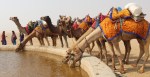 camels drinking