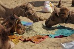 Thar Desert, camels&nbsp;feeding