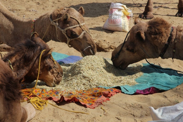 Thar Desert, camels feeding