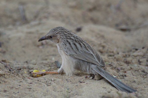 Common babbler
