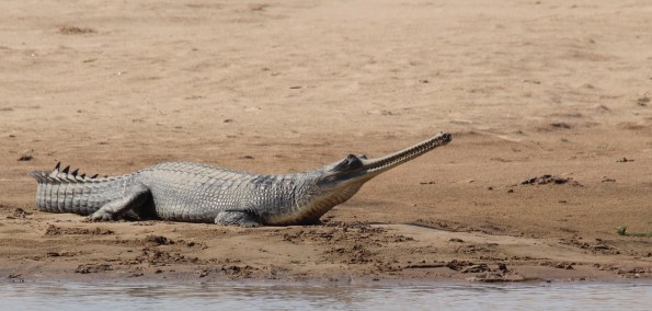 gharial