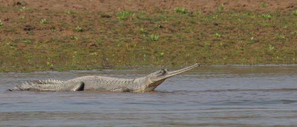 gharial2