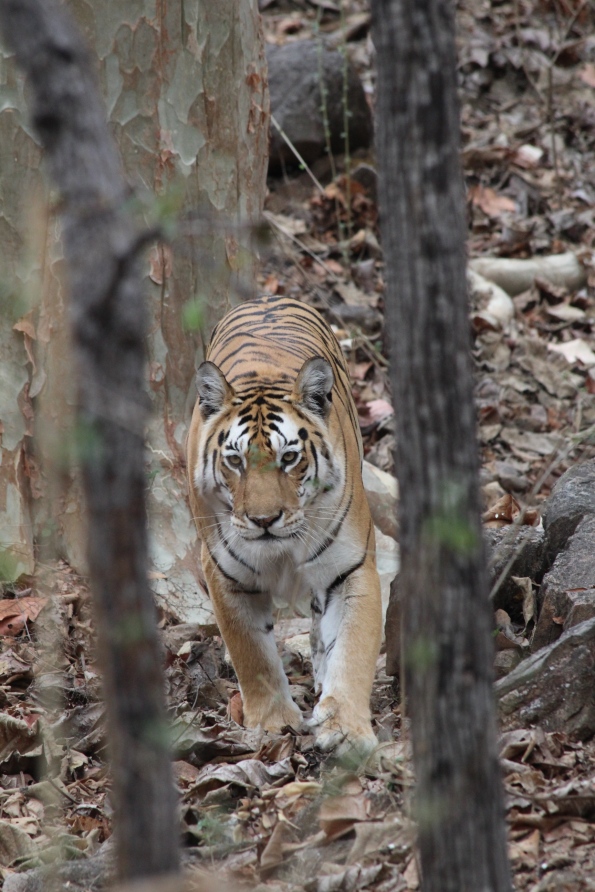 tiger in Pench