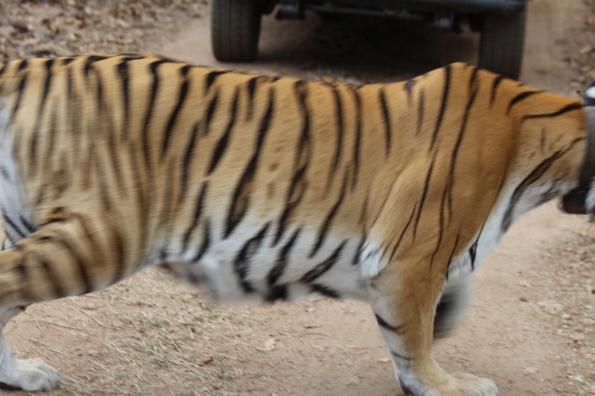 tiger on the run